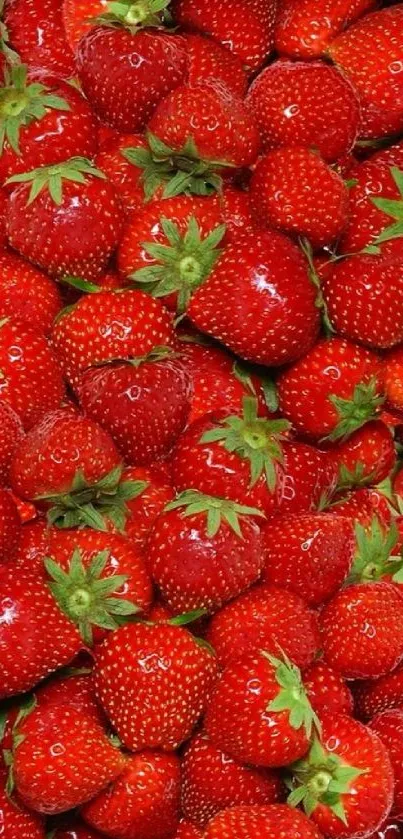 Vibrant red strawberries with green leaves wallpaper.