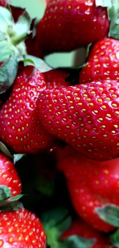 Closeup of fresh red strawberries with green leaves.