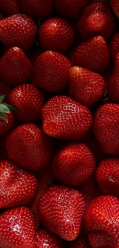 Close-up of vibrant red strawberries for a colorful mobile wallpaper.