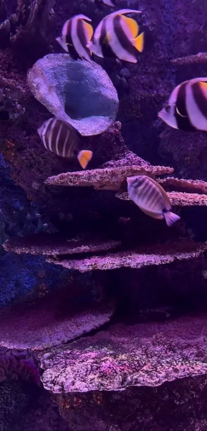 Vibrant striped fish swimming in an aquarium with colorful corals.