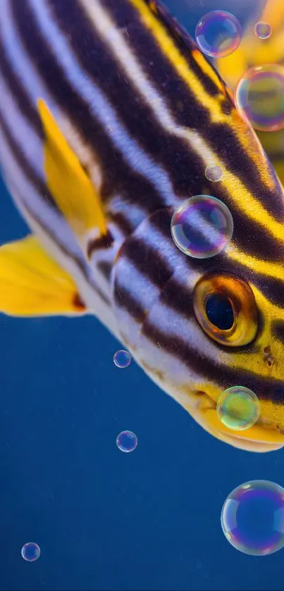 Vibrant striped fish swims in blue water, showcasing its colorful pattern.