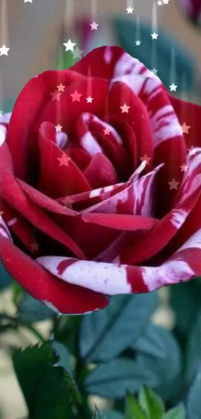 Striped red rose with star accents on leaves.