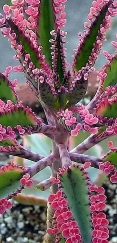 Colorful succulent plant with pink and green hues.