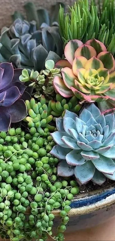 Vibrant succulent garden in a decorative pot.