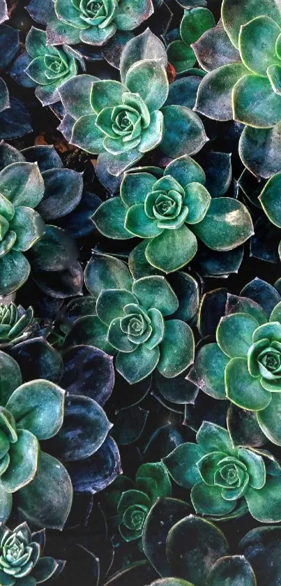 Vibrant mobile wallpaper with lush green succulents in a natural arrangement.