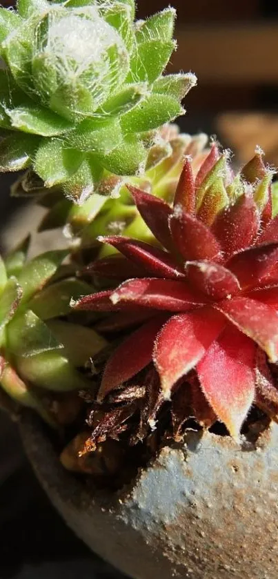 Close-up of colorful succulents on a sunny day, perfect for mobile wallpaper.