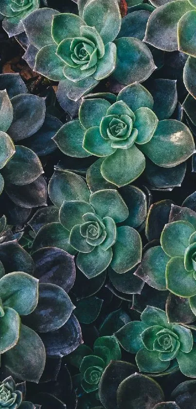 Green succulent rosettes create a vibrant, nature-inspired phone wallpaper.