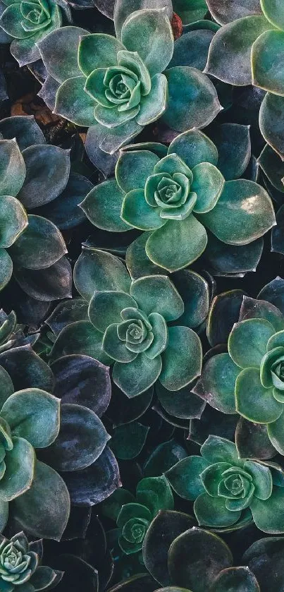 Close-up of vibrant green succulent plants on mobile wallpaper.