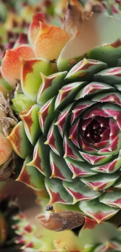 Close-up of vibrant succulent spiral with green and red hues.