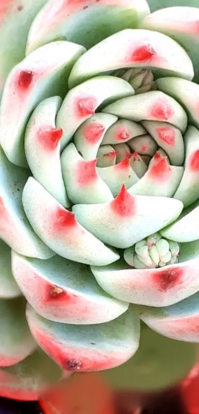 Close-up of a vibrant succulent spiral.