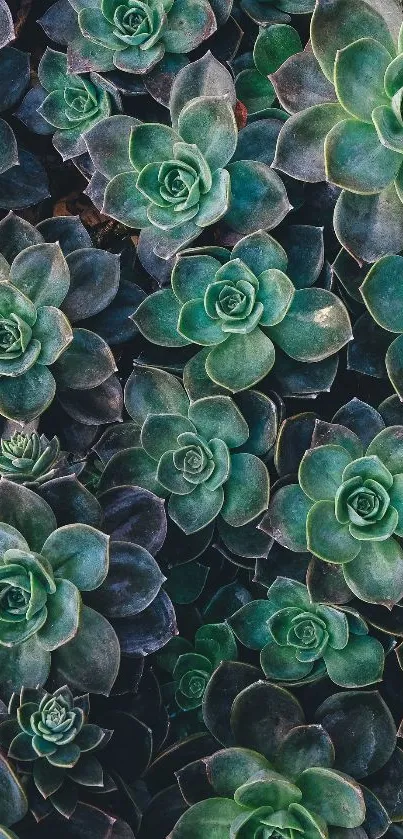 Vibrant green succulent plant wallpaper design for mobile display.