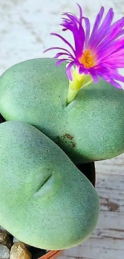 Vibrant green succulent with purple flower.