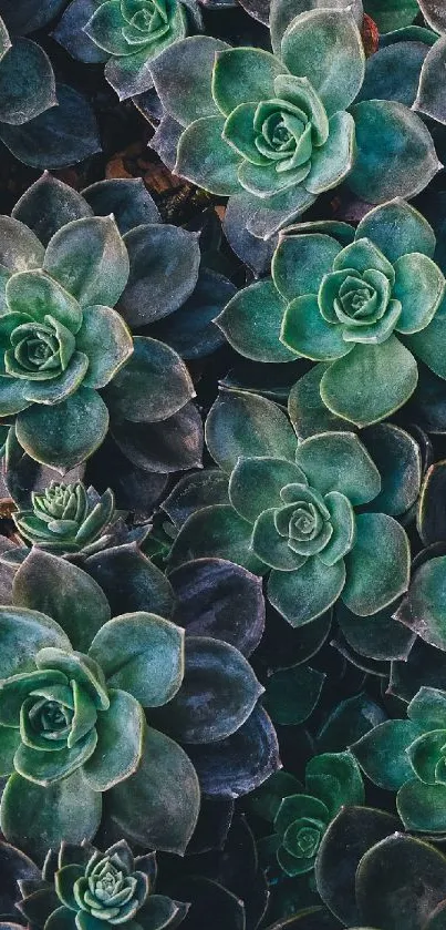 Vibrant green succulent plants mobile wallpaper.