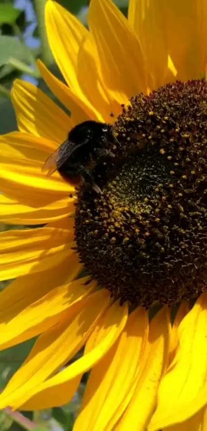 Vibrant sunflower with a busy bee, perfect for nature-themed mobile wallpaper.