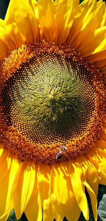 Close-up of a bright sunflower with a bee on it, set against green leaves.