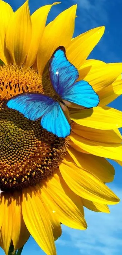 Blue butterfly on a vibrant sunflower against a clear blue sky.