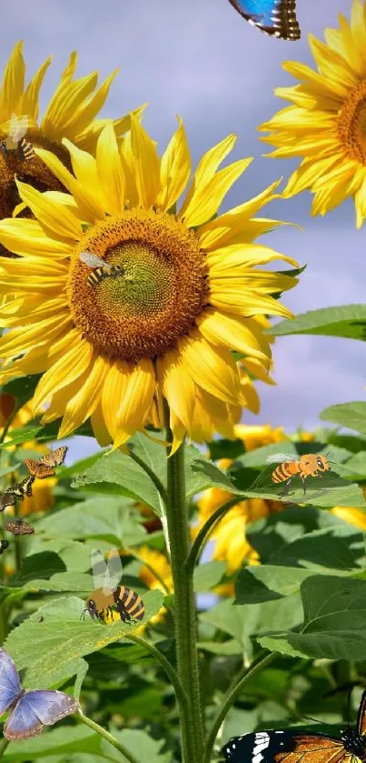 Sunflowers and butterflies in a vibrant summer scene wallpaper.