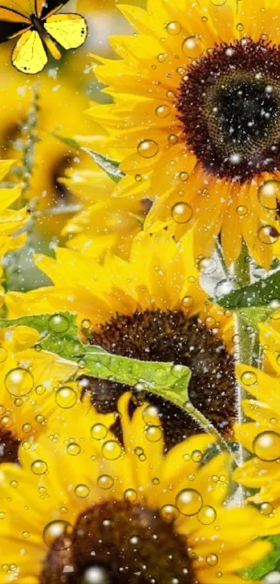 Vibrant yellow sunflowers with butterfly and water droplets in a picturesque setting.