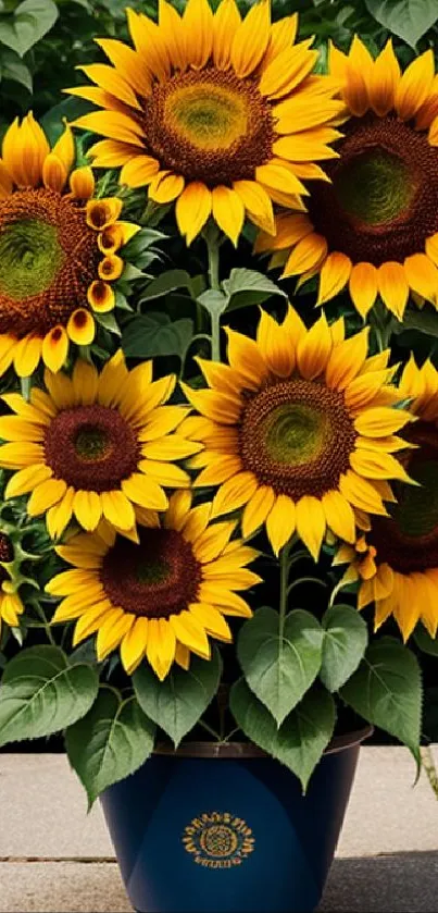 Vibrant sunflower bouquet in a pot with lush green leaves.