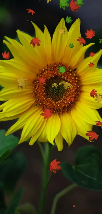 Sunflower mobile wallpaper with vibrant colors and scattered petals.