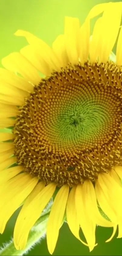 Close-up of a vibrant sunflower with green background.