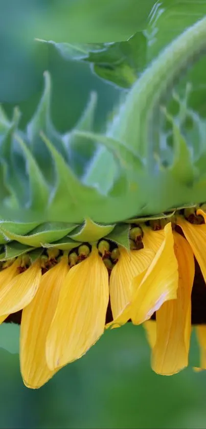 Vibrant sunflower with green leaves, perfect for phone wallpaper.