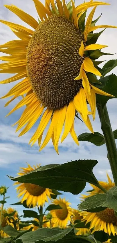 Vibrant sunflower under blue sky mobile wallpaper.