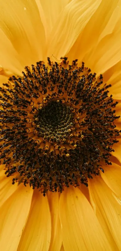 Close-up of a vibrant yellow sunflower, showcasing its intricate details.