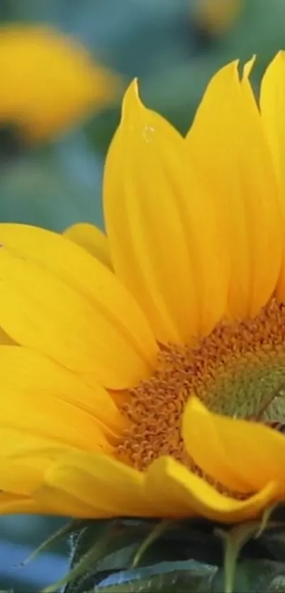 Close-up of a vibrant yellow sunflower in full bloom with a detailed center.