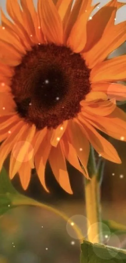 Bright orange sunflower against a soft focus background, ideal for nature lovers.