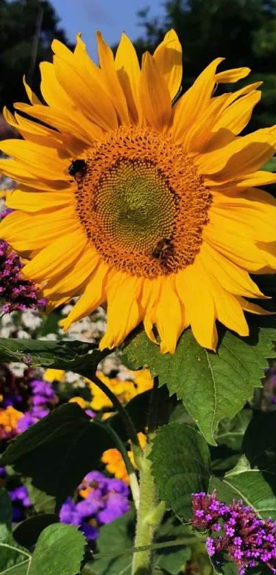 Sunflower in a colorful garden backdrop.