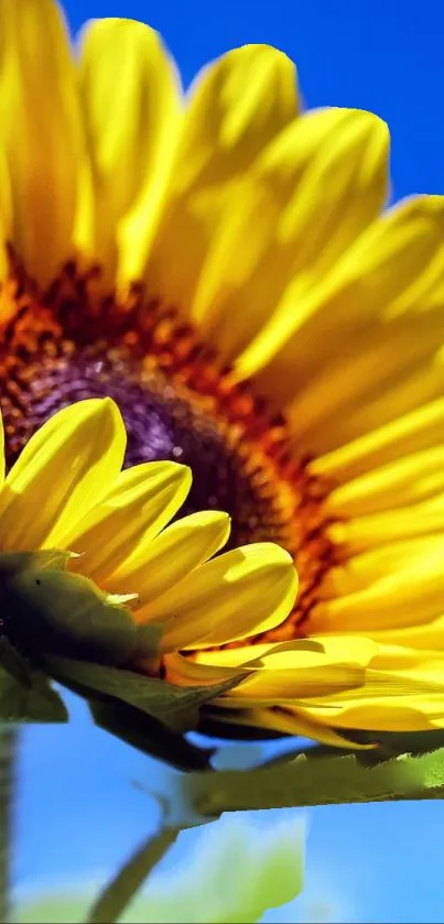 Closeup of a vibrant sunflower with yellow petals against a blue sky.