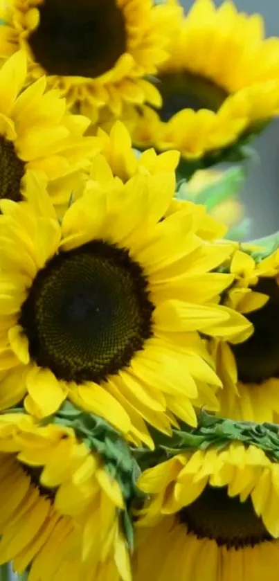 Vibrant mobile wallpaper with blooming sunflowers and green leaves.