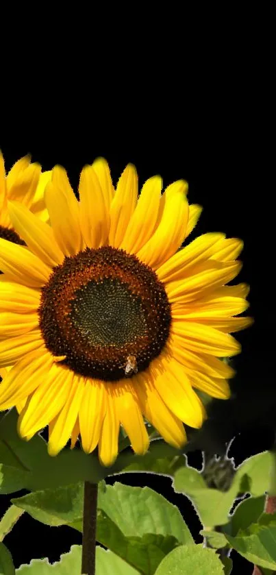 Vibrant sunflower with yellow petals and dark center on black background.