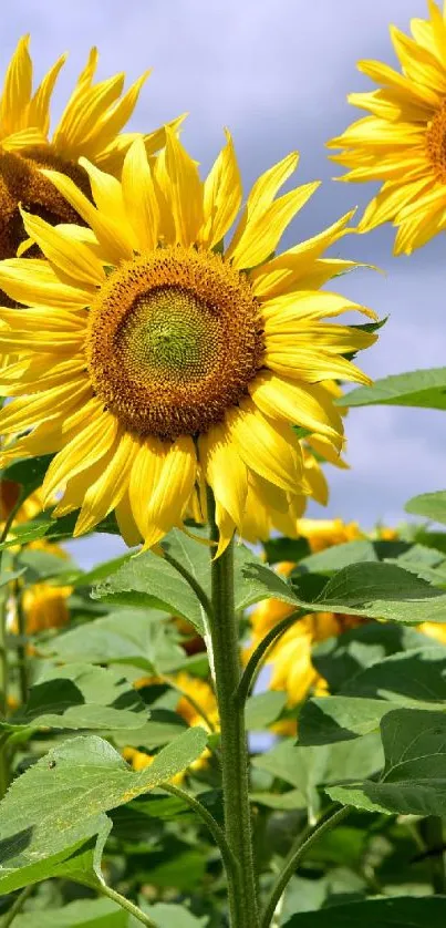 Close-up of vibrant sunflowers under a clear blue sky.