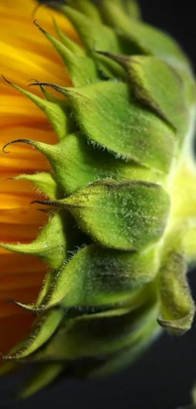 Close-up of a vibrant sunflower on a mobile wallpaper, highlighting green and yellow hues.