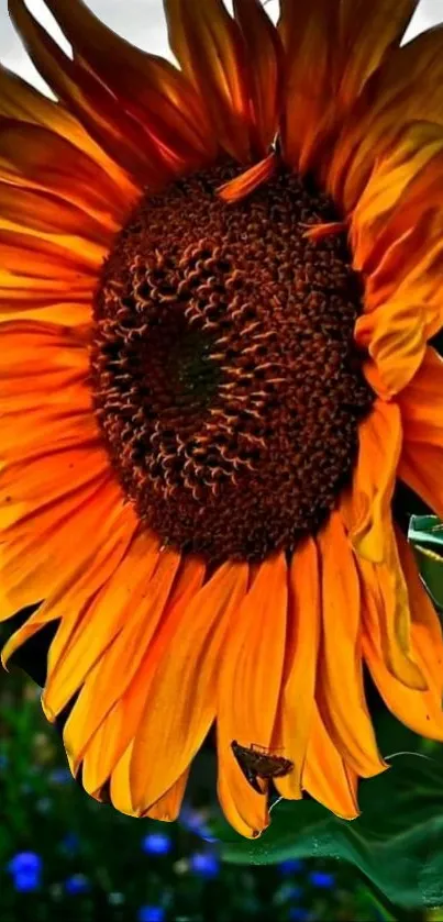 Close-up of a vibrant sunflower against a contrasting background.