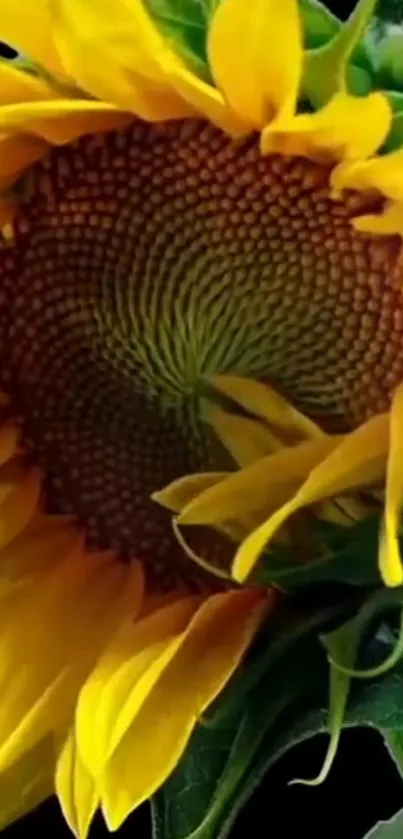 Close-up of a vibrant sunflower with yellow petals on a dark background.