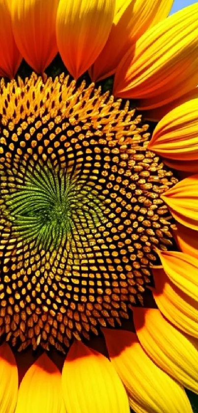 Close-up of a vibrant sunflower with golden petals and intricate details.