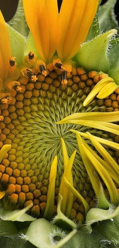 Close-up of a vibrant sunflower with intricate patterns and yellow petals.