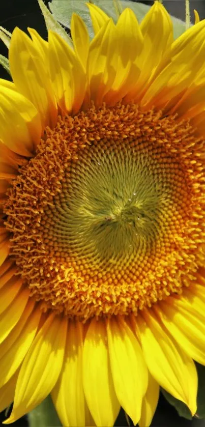 Close-up of a vibrant sunflower with lush yellow petals and detailed texture.