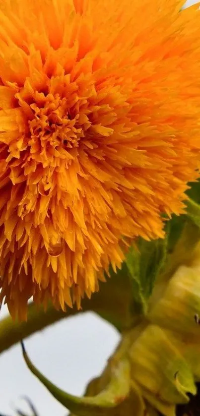 Vibrant close-up of a sunflower in bloom with bright orange petals.