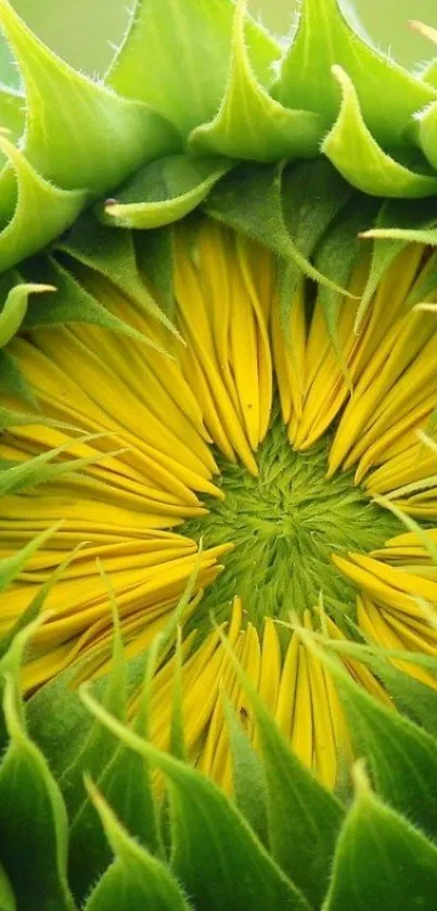 Close-up of vibrant sunflower with green petals and yellow center.