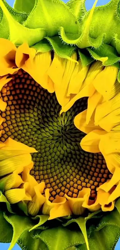 Close-up of a vibrant yellow sunflower with green leaves and intricate details.