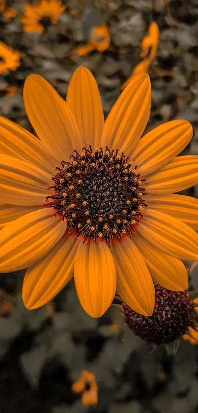 Vibrant sunflower with yellow petals and dark center on a blurred background.