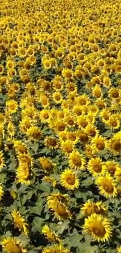 A vibrant wallpaper of a sunflower field under the sun, perfect for mobile screens.