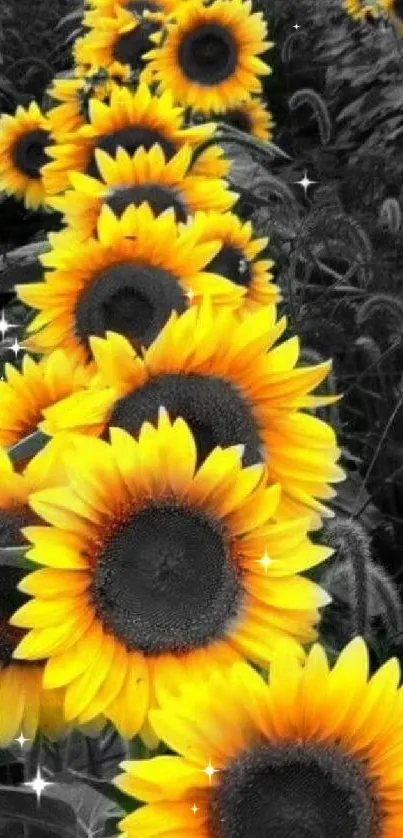 Striking sunflower field with vibrant yellow blooms and monochrome background.