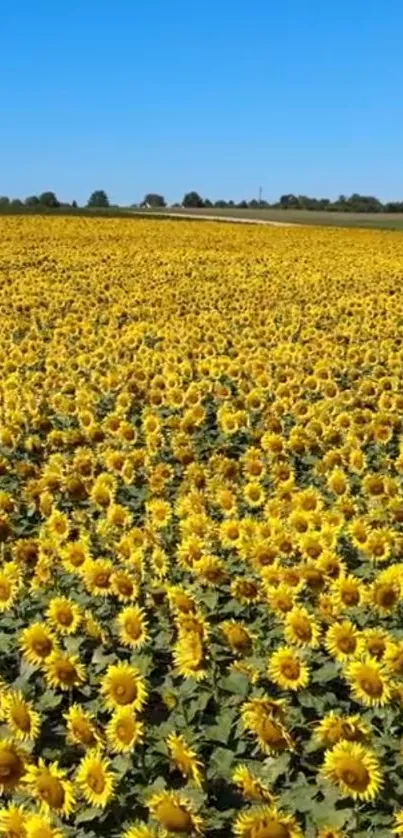 A vibrant field of yellow sunflowers under a clear blue sky.