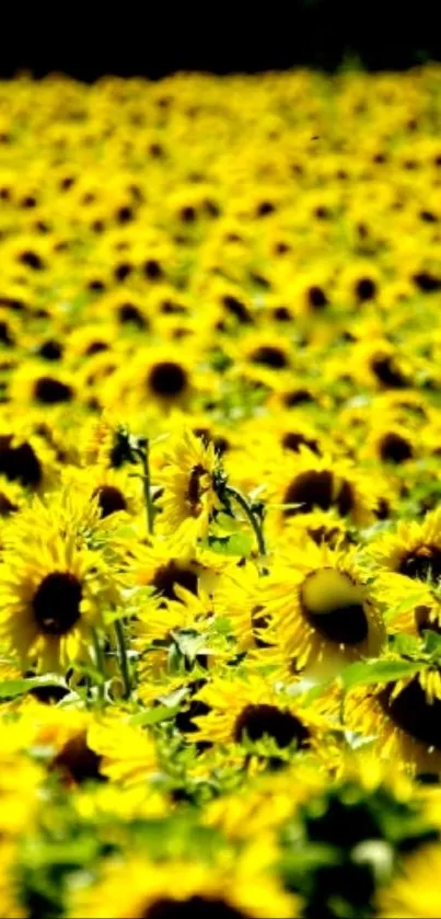 A vibrant field of sunflowers under a bright sky for a lively phone wallpaper.