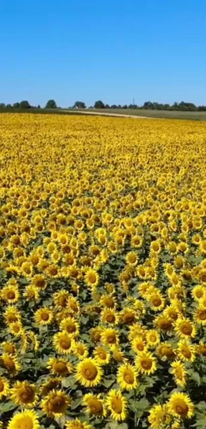 Expansive sunflower field under a clear blue sky.